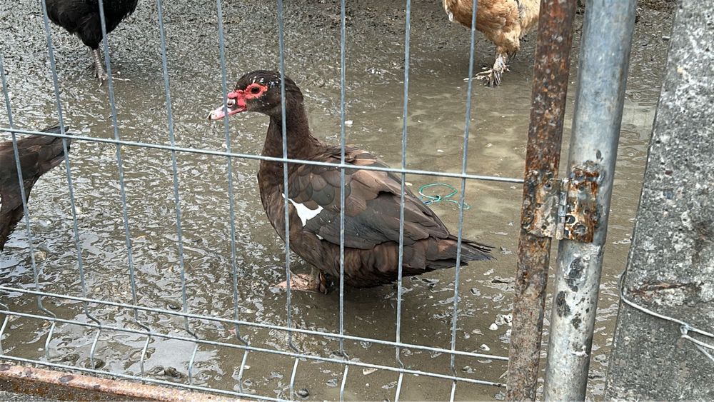 Rate ciocolatii 2025