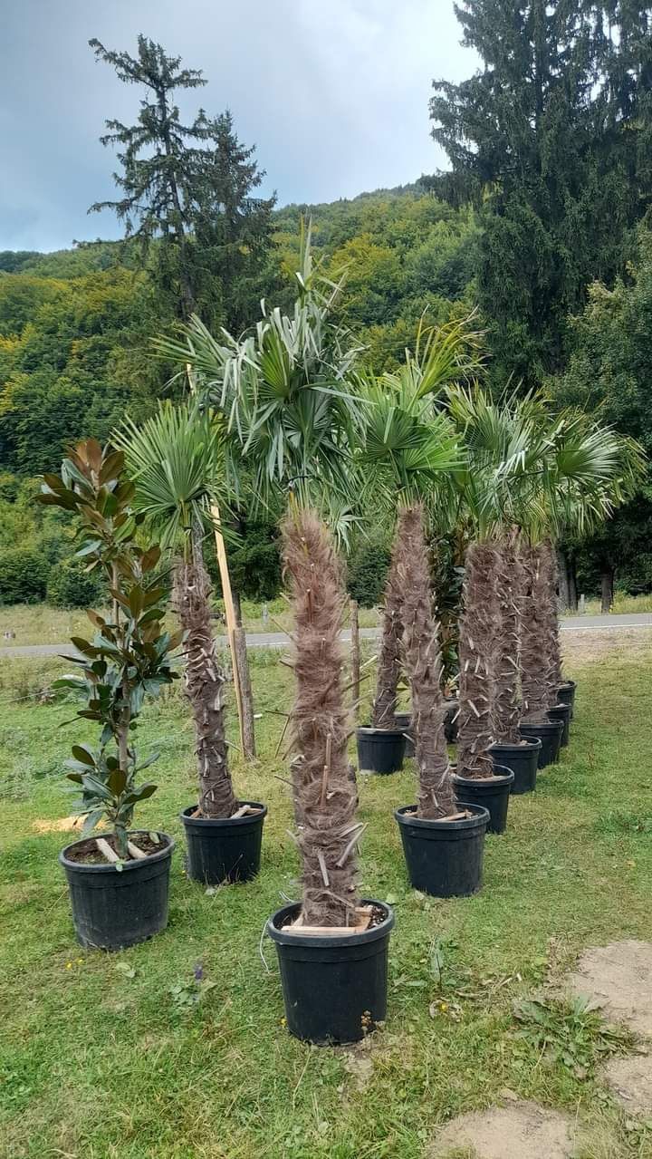 Plante ornamentale tuia leylandi mesteacăn palmieri gazon rulou