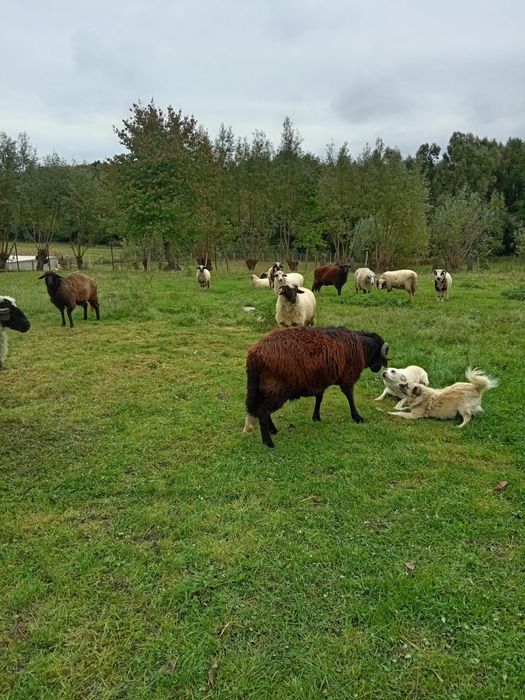 Vind cirlani de anul ăsta