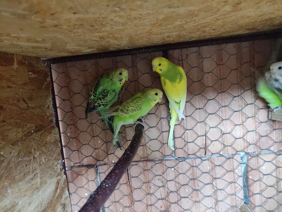 Papagali Perusi tineri