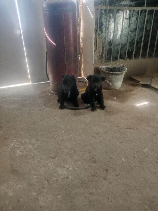 Alabay bollari sotuvda