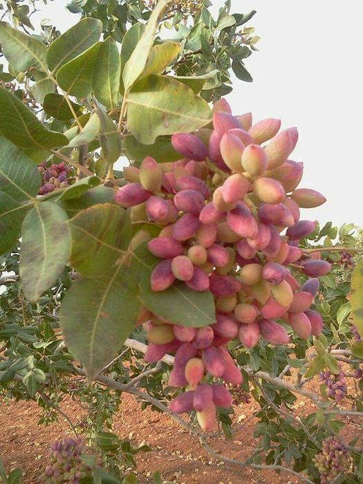 Fistic (Diferite Soiuri )