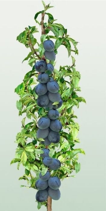 Pomi Fructiferi Columnari (PRUN )