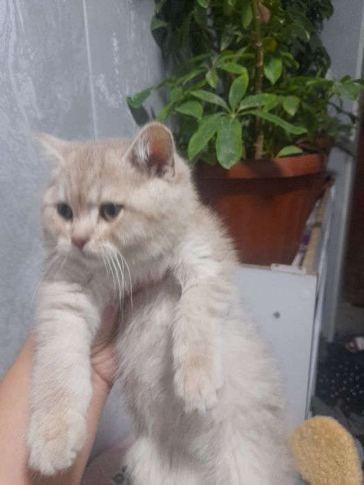 Britanskiy 2 oylik õğil mushukchalar zaruriyat tufayli sotiladi