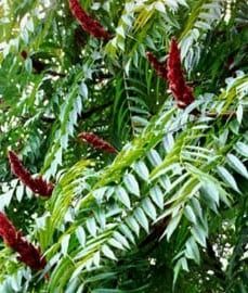 Pomi Ornamentali (Oțetar Roșu )