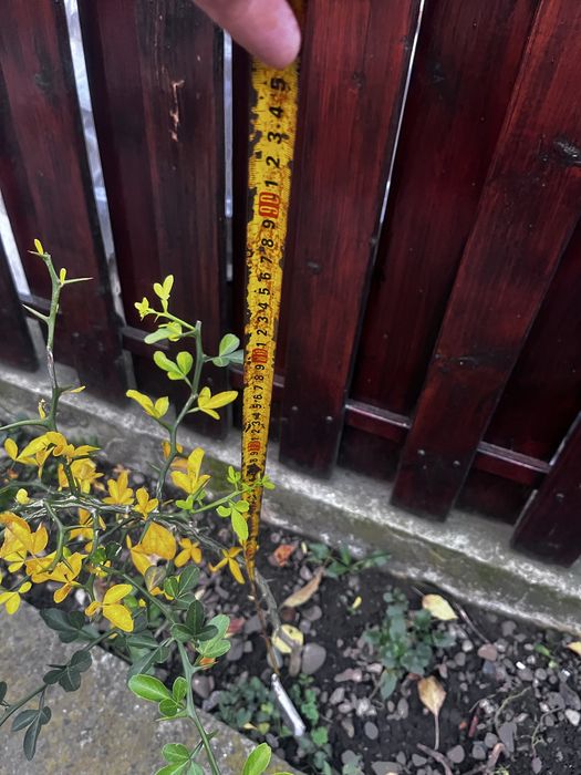 Lămâi trifoliat (Poncirus Trifoliata)