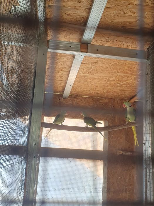 Vând micul alexandru