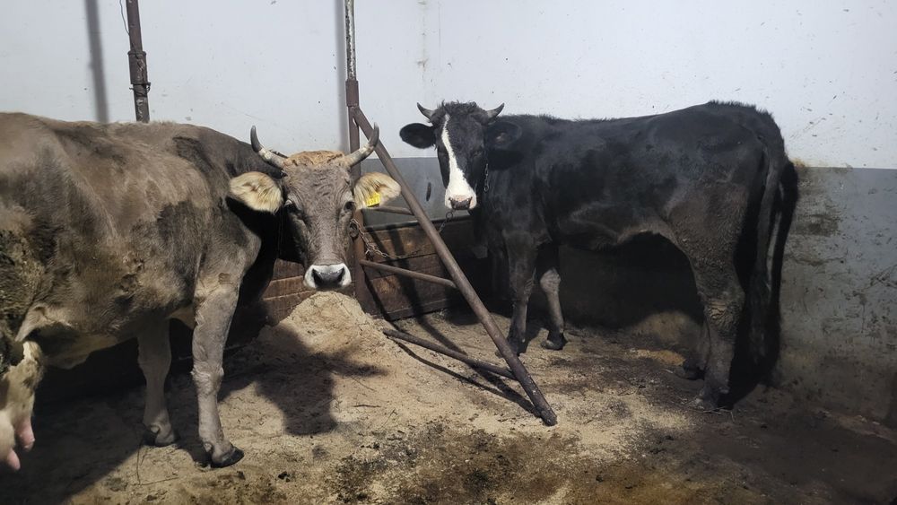 Vând jurincă tânără