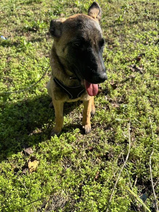 Белгийска овчарка Малиноа