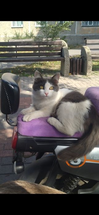 Кошечка подросток в добрые руки