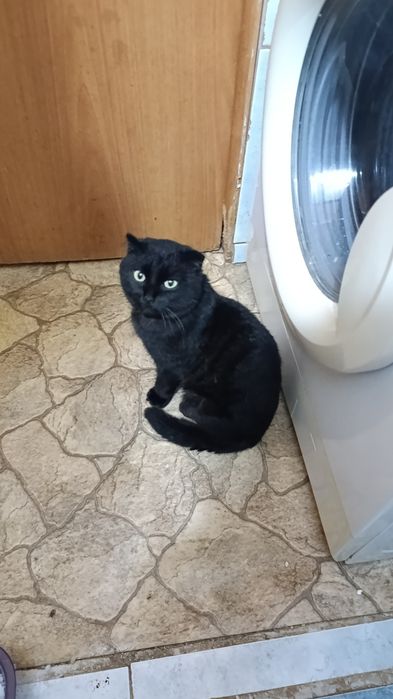 Шотландский   мальчик