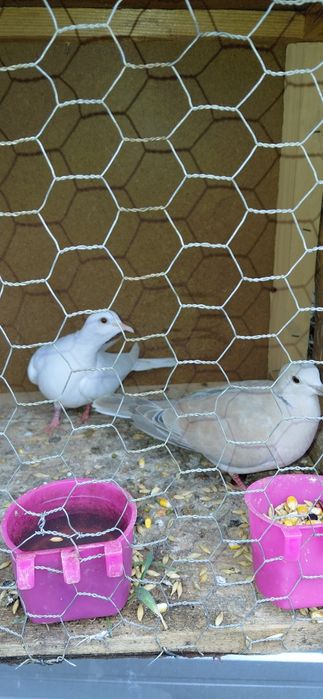 Turturele răzătoare