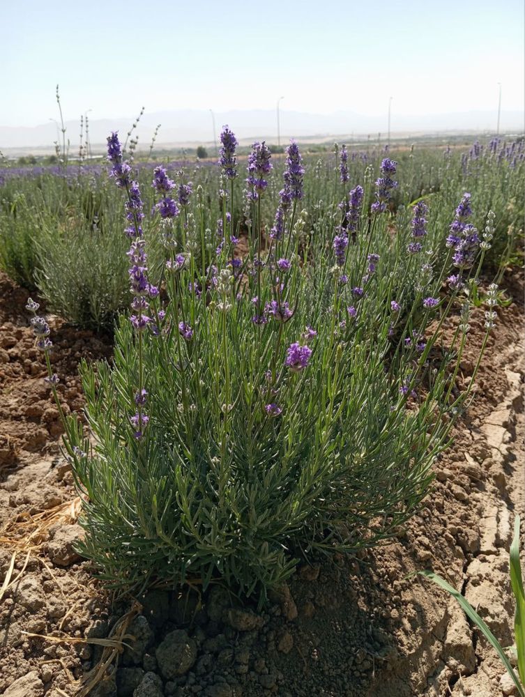 Lavanda optom narxda 30 mingdan boshlanadi