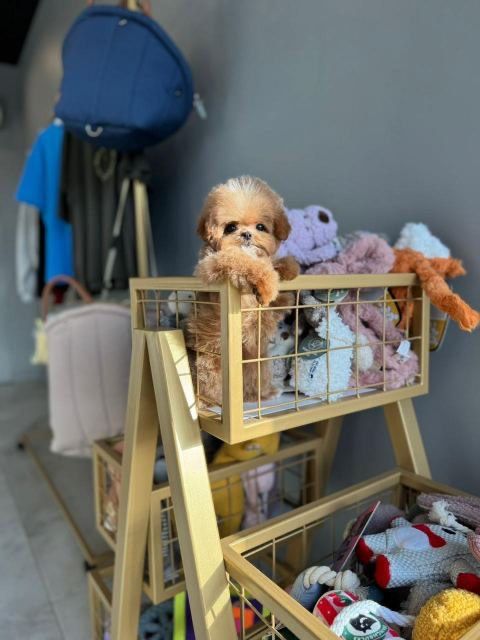 Малитпу щеночек