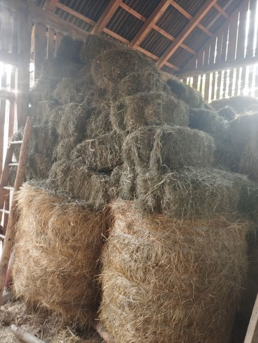 Vând BALOȚI de fân, OTAVĂ și Paie