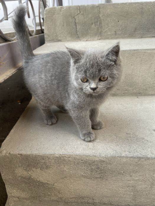 Skotish strayt 2 oyli bir o’gil bir qiz sotiladi