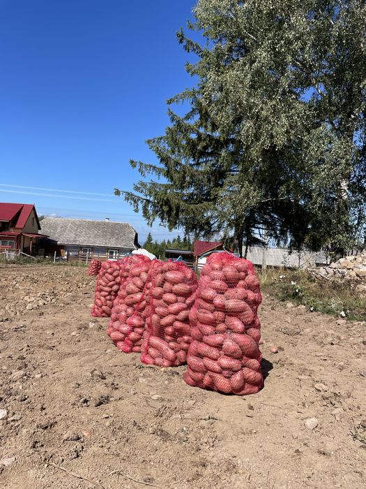 Vand cartofi albi si roși pentru consum