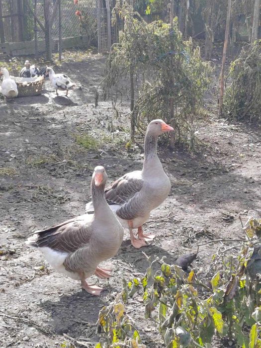 vand gaste bine ingrijite