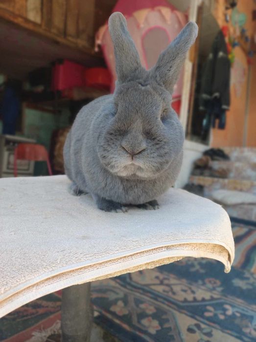 Un mascul albastru vienez și o pereche de berbeci germani bitici