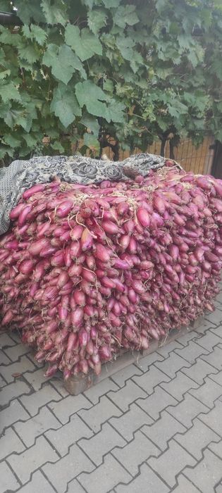 Vand ceapa de apa