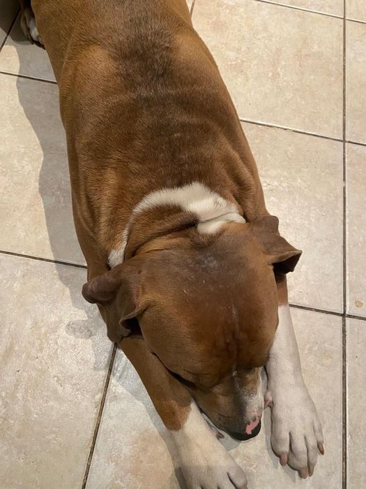 Стаффорд мальчик