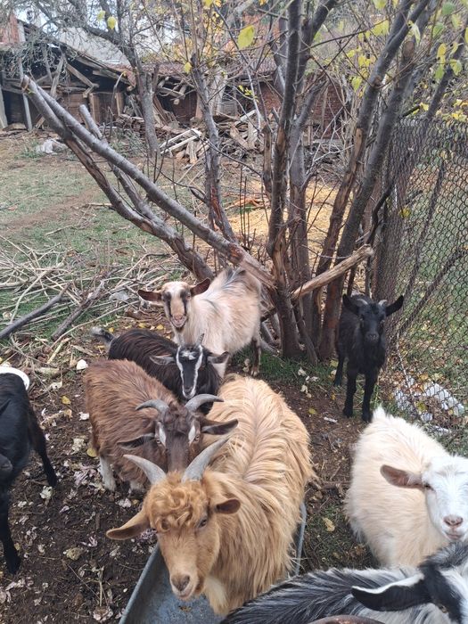 Кози и овце продавам или разменям