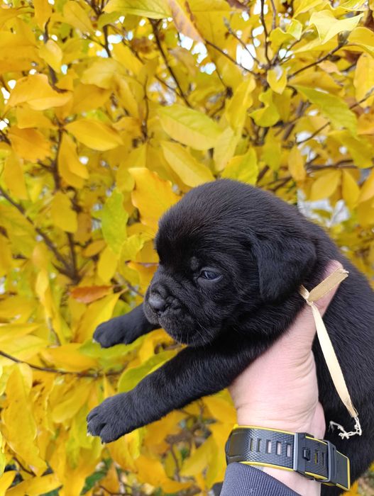 Кане Корсо кученца