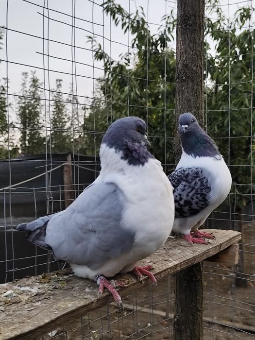 Porumbei voiajori stil vechi , straseri ,  turturele razatoare