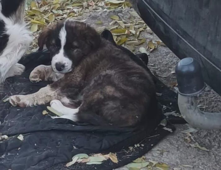 Cătelus băiat caută stăpân(ADOPTIE)