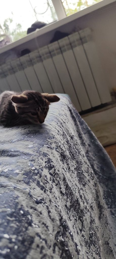 Милый котёнок ищет дом