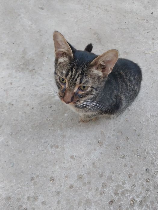 Котята  в добрые руки
