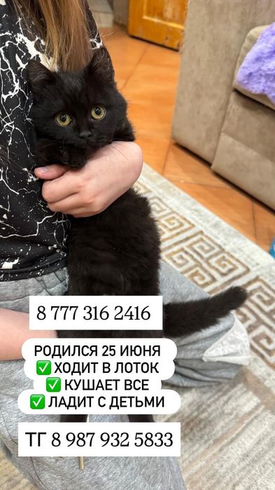 Отдам котенка мальчика