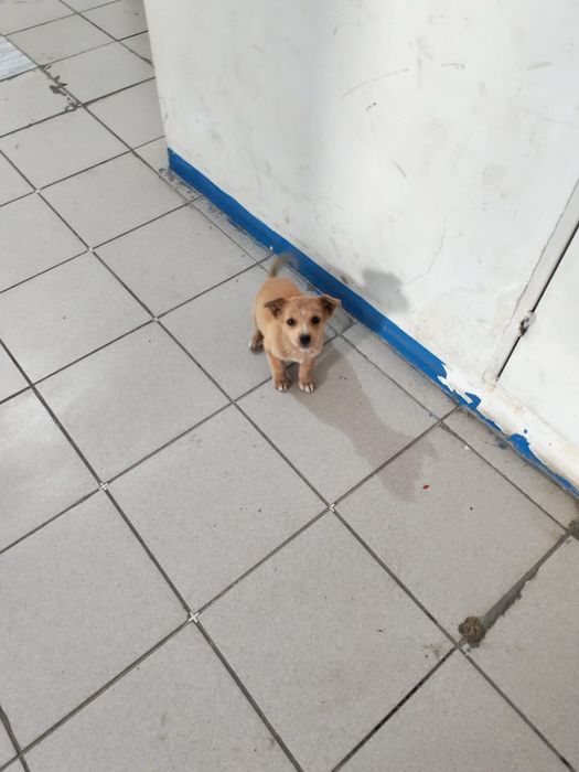 Срочно пристроим щенка