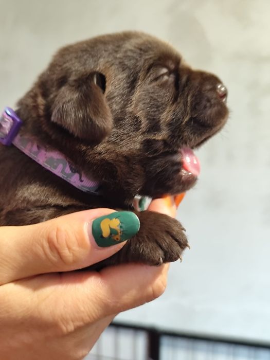 Pui Labrador ciocolatiu cu Pedigree