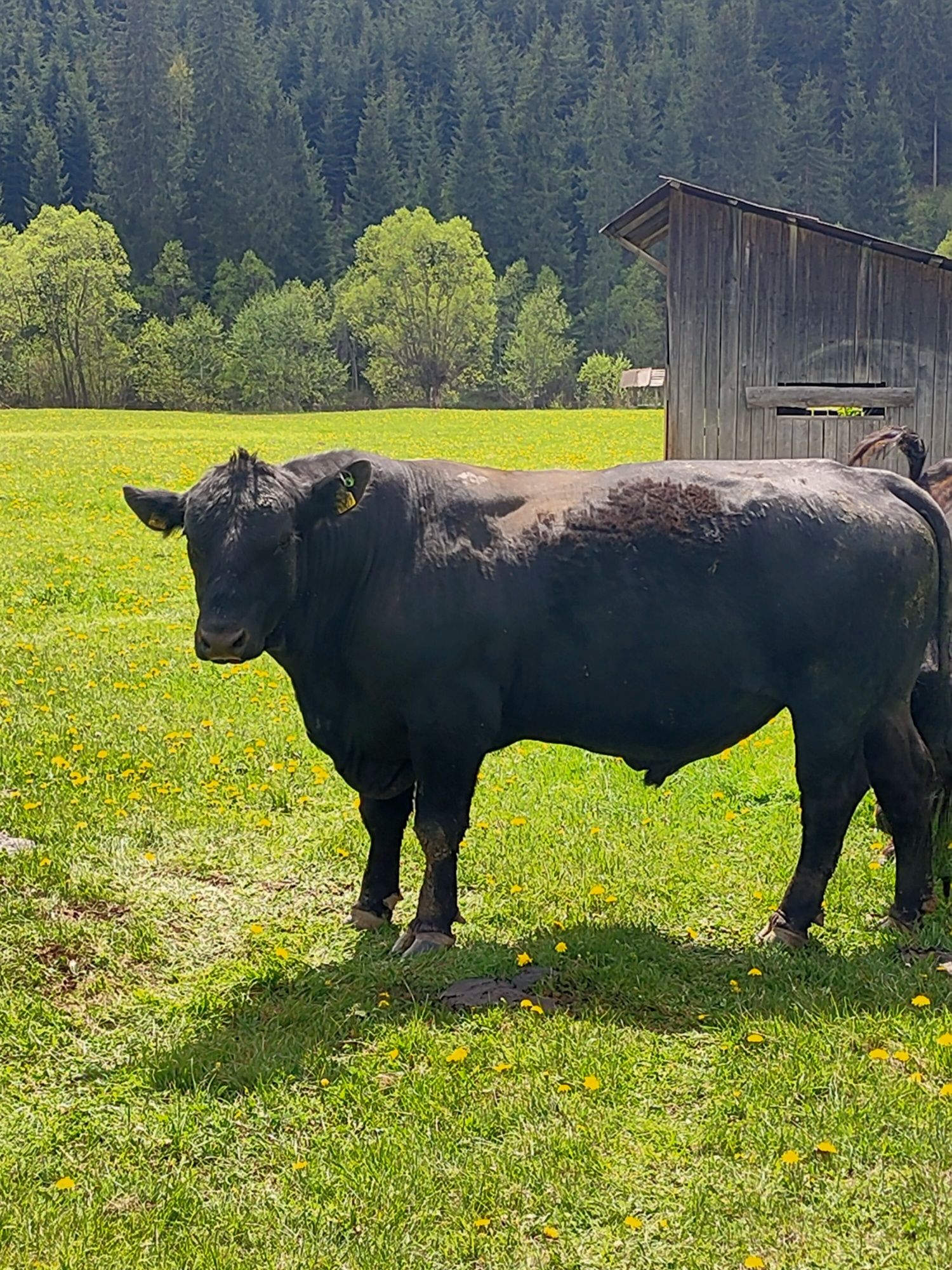 Taur Aberdeen Angus