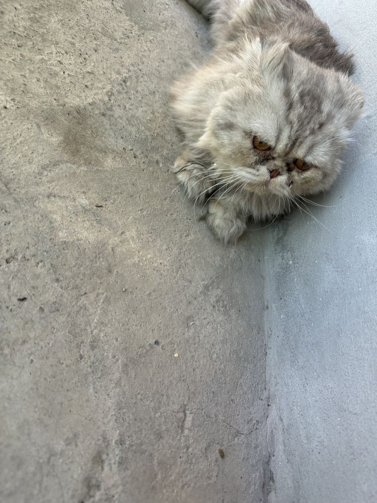 Mushuk sotiladi. Persian zotli mushuk