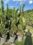 Oferim plante decorative cu transport gratuit