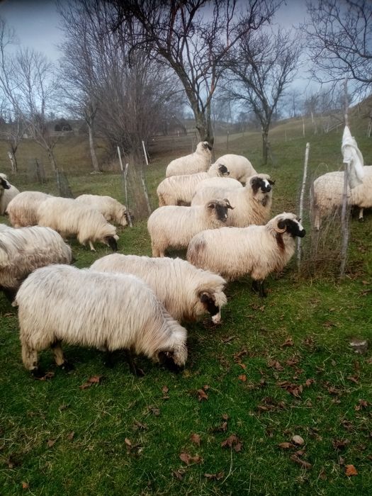 Vând 9 oi și un berbec