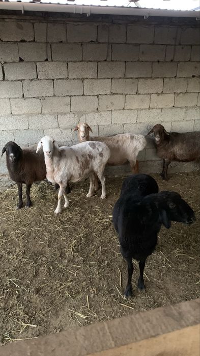 Семіз қойлар сатылады