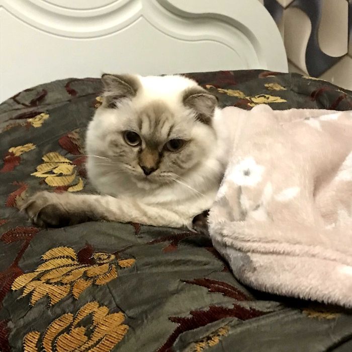 Потеряна белая кошка, Снежок [АСТАНА]