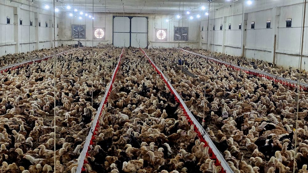 Pui rasă mixtă pentru carne și ouă