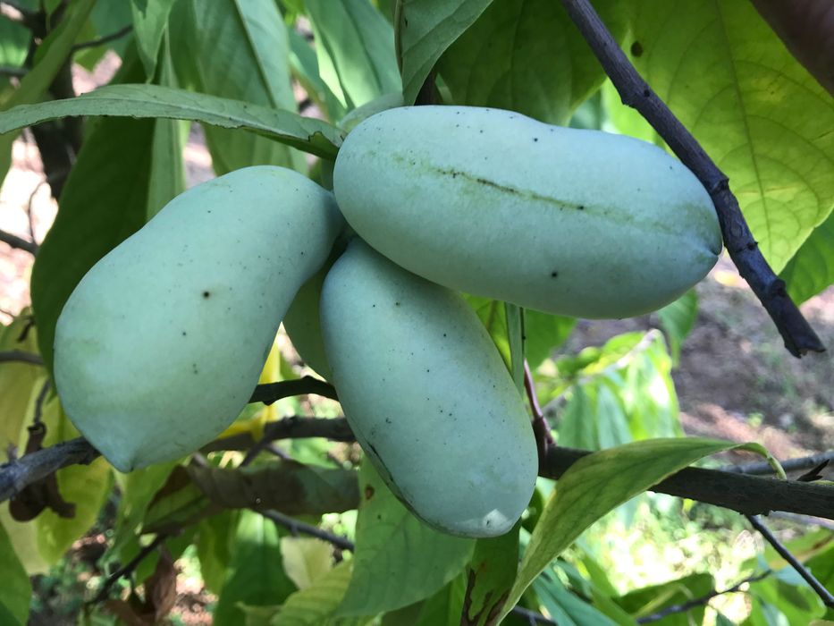 Индиански банан, Асимина трилоба, Asimina triloba,семена и растения
