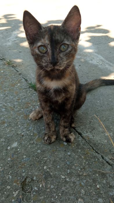 Pisicuțe pentru adopții