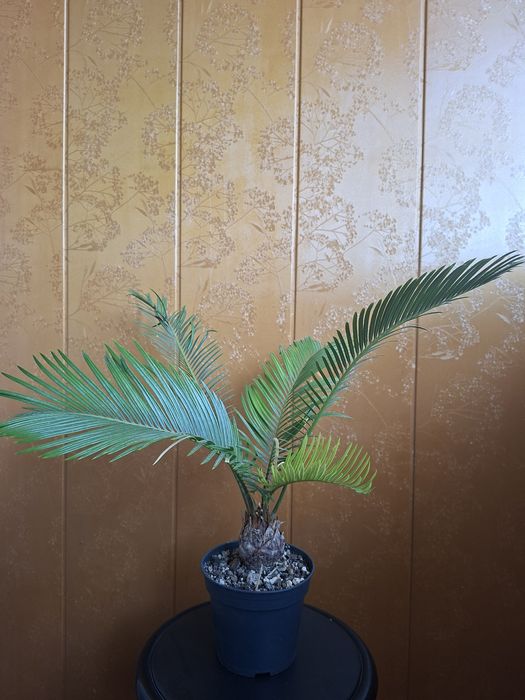 Продам Цикас, Садовое пальма