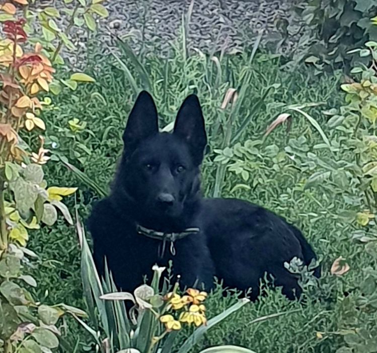 Продам Восточно-европейскую овчарку