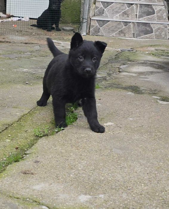 Женски Канадски Вълк