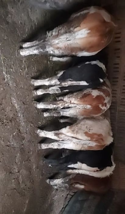 Vănd junici 6 bucati