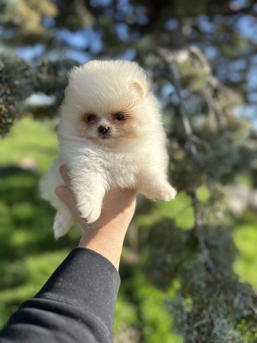 Мини Померан.