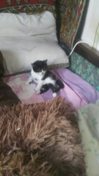 Котенок в хорошие руки