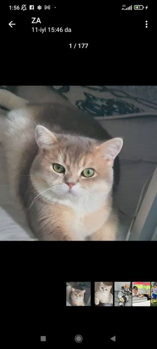 Britanski Galuboy zalataya shinshila bolalari sotiladi